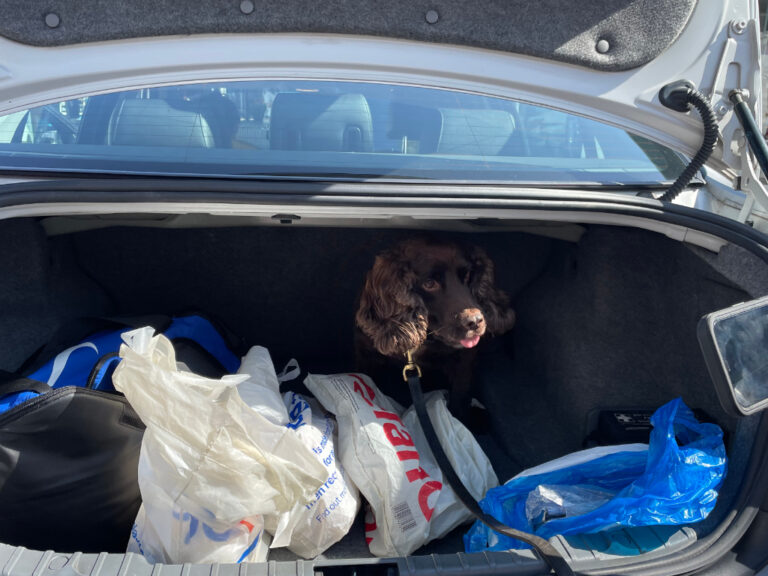 Sniffer dog finding illegal tobacco in boot of car