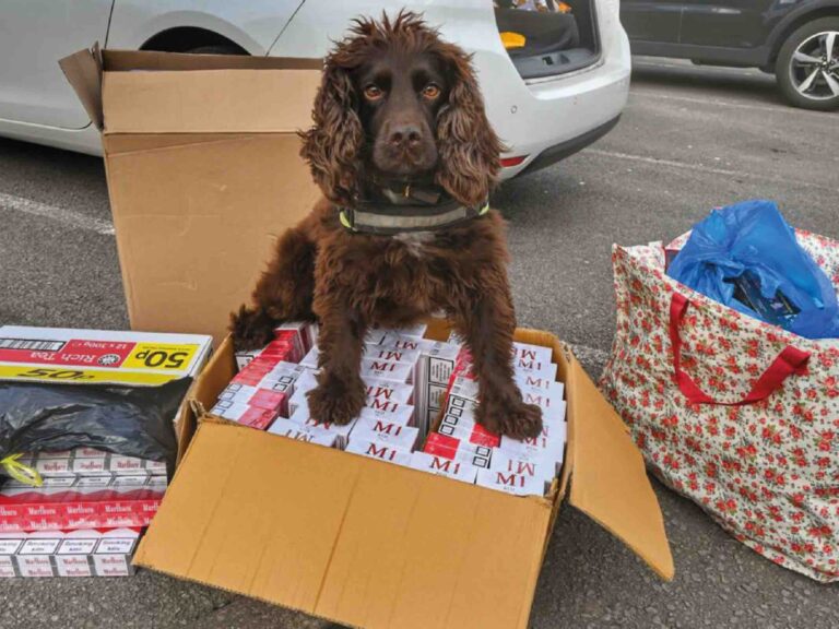 Sniffer dog stood on bags illegal tobacco