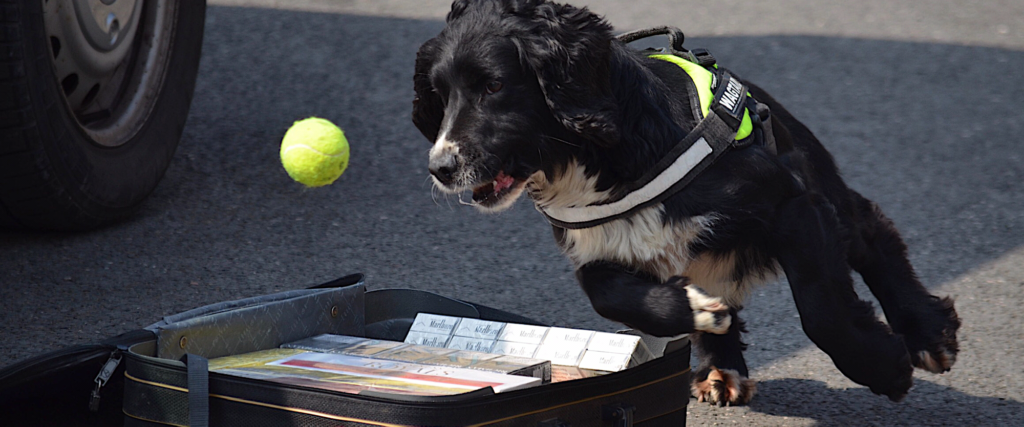 Tobacco sniffer dog catching tennis ball