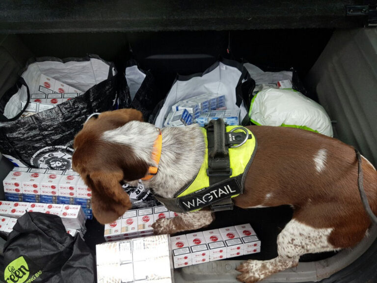 Illegal tobacco sniffer dog